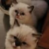 Ragdoll/persian photo 3