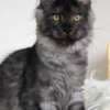 Beautiful Main coon kitten photo 1