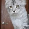 Beautiful Main coon kitten photo 2