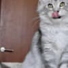 Beautiful Main coon kitten photo 3