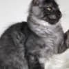 Beautiful Main coon kitten photo 4