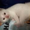 Ragdoll kittens ready in January 2024 photo 1