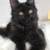 TC Adorable Main coon Kitten available photo 1