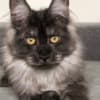 TC Adorable Main coon Kitten available photo 2