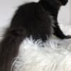 TC Adorable Main coon Kitten available photo 3