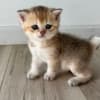 Scottish male kitten photo 1