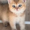 Scottish male kitten photo 3