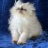 Himalayan Persian Kittens photo 1