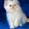 Himalayan Persian Kittens photo 2