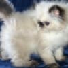 Himalayan Persian Kittens photo 3