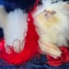 Himalayan Persian Kittens photo 6