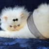 Himalayan Persian Kittens photo 8