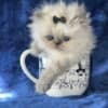 Himalayan Persian Kittens photo 9