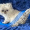 Himalayan Persian Kittens photo 11