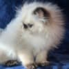 Persian Himalayan Kitten photo 1