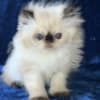Persian Himalayan Kitten photo 4