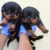 World Class AKC European Rottweiler Puppies photo 1