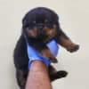 World Class AKC European Rottweiler Puppies photo 2