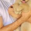 Awesome golden retriever puppy photo 1