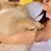 Awesome golden retriever puppy photo 2