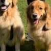 Awesome golden retriever puppy photo 3