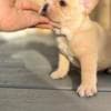 male Purebred French Bulldog for xmass ready photo 1