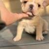 male Purebred French Bulldog for xmass ready photo 2