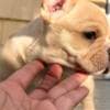 male Purebred French Bulldog for xmass ready photo 3