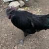 Ayam Cemani Roosters for Sale photo 2