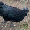 Ayam Cemani Roosters for Sale photo 1
