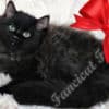 TICA Registered Pure-Bred Fluffy Black Solid Ragdoll Kittens photo 1