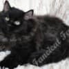 TICA Registered Pure-Bred Fluffy Black Solid Ragdoll Kittens photo 2