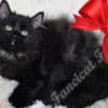TICA Registered Pure-Bred Fluffy Black Solid Ragdoll Kittens photo 3