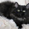 TICA Registered Pure-Bred Fluffy Black Solid Ragdoll Kittens photo 4