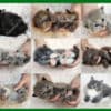 Fluffy Sweet TICA Ragdoll Babies, Variety of Colors! photo 1