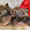 Fluffy Sweet TICA Ragdoll Babies, Variety of Colors! photo 2