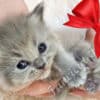 Fluffy Sweet TICA Ragdoll Babies, Variety of Colors! photo 4