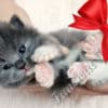 Fluffy Sweet TICA Ragdoll Babies, Variety of Colors! photo 5