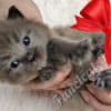 Fluffy Sweet TICA Ragdoll Babies, Variety of Colors! photo 6