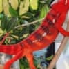 We offer exotic reptiles at absolute rock-bottom prices photo 1