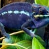 We offer exotic reptiles at absolute rock-bottom prices photo 2