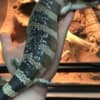 We offer exotic reptiles at absolute rock-bottom prices photo 3