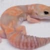 We offer exotic reptiles at absolute rock-bottom prices photo 4
