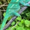 We offer exotic reptiles at absolute rock-bottom prices photo 5