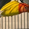 Lovebirds photo 1
