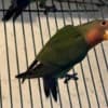 Lovebirds photo 2
