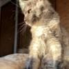 Pedigree WCF,TICA  cattery Maine coon photo 1