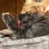 Pedigree WCF,TICA  cattery Maine coon photo 2