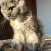 Pedigree WCF,TICA  cattery Maine coon photo 3