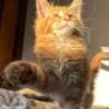 Pedigree WCF,TICA  cattery Maine coon photo 5